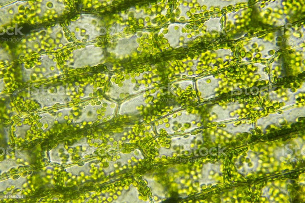 又叫蓝绿藻,是一类进化历史悠久,革兰氏染色阴性,无鞭毛,含叶绿素a,但