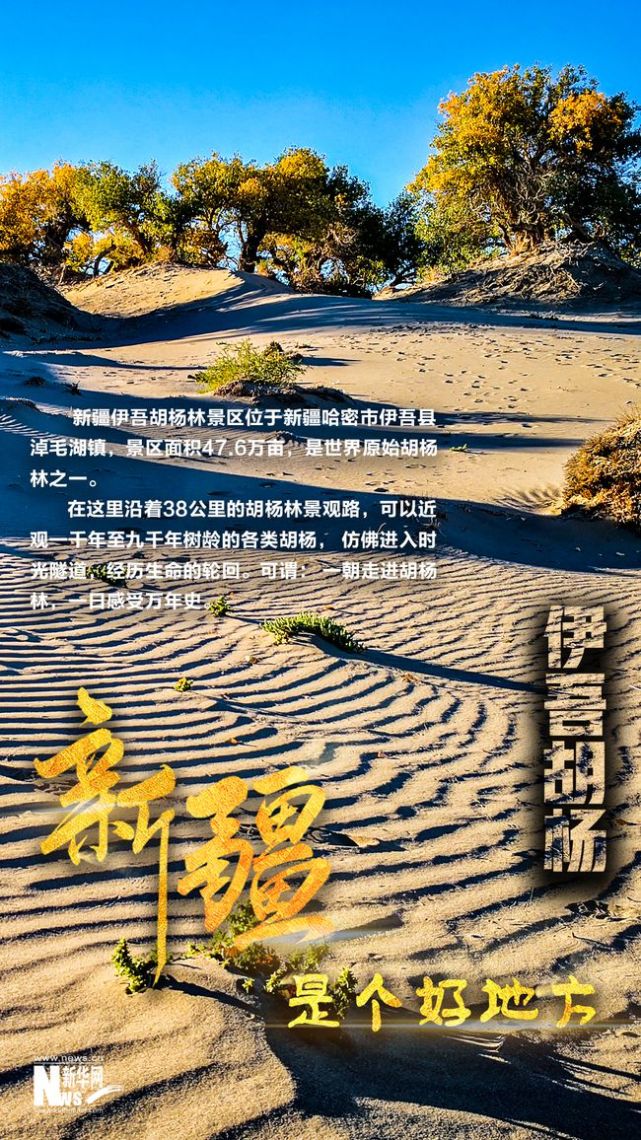新疆是个好地方丨一组海报 带你领略伊吾胡杨林之美