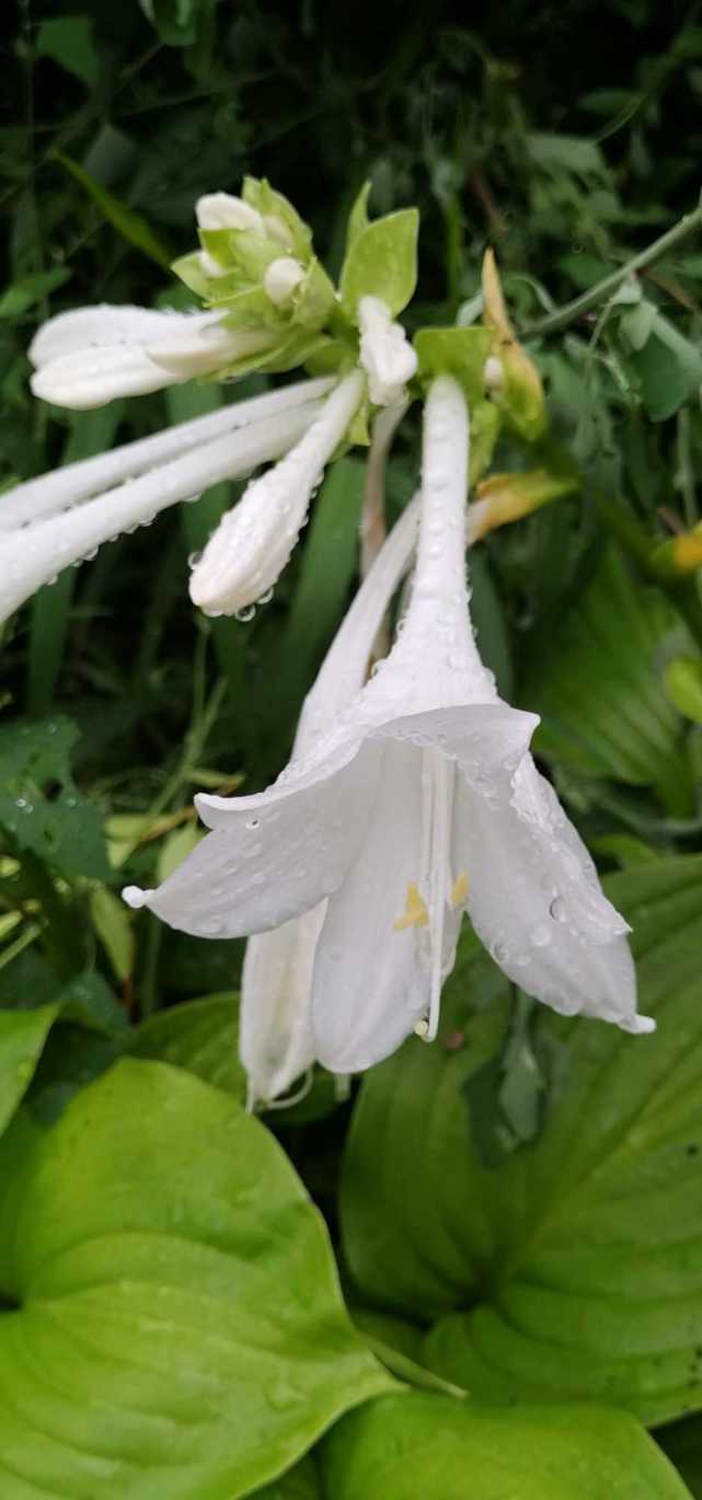金风玉露玉簪花