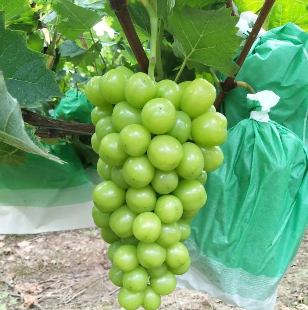 西昌地处川西高原 日照丰富 出产许多优质的水果