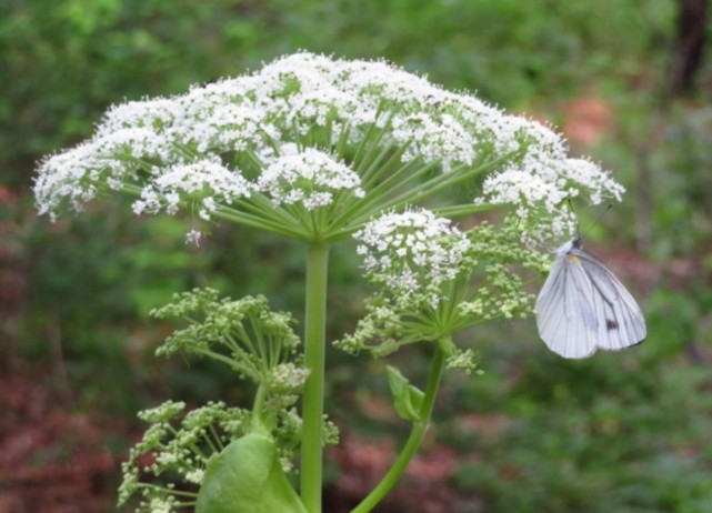 每天一味中药——【白芷】善治眉棱骨疼痛