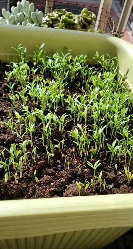 阳台如何种植香菜?注意两点,发芽更快长势更好,壮实茂盛