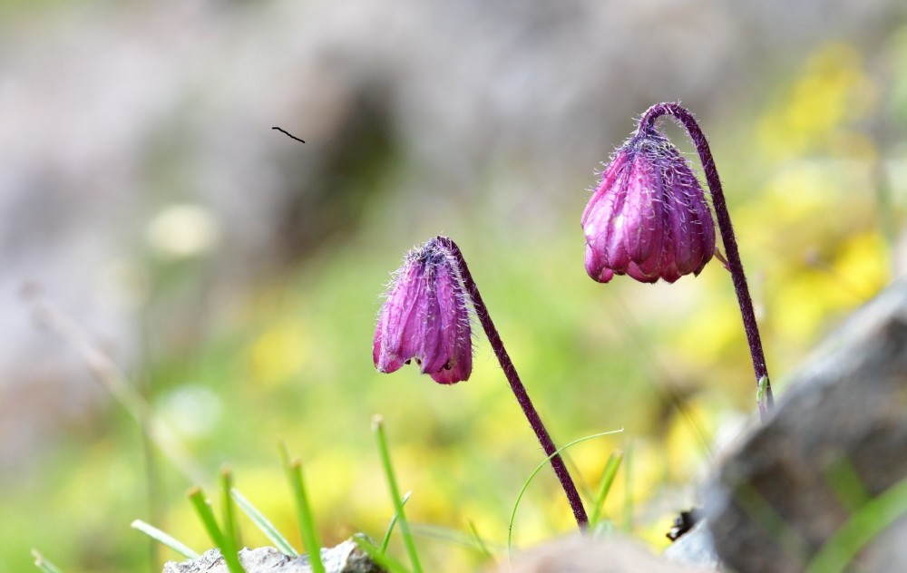 钟花垂头菊,可爱的小紫钟.无论是阳光下,还是浓雾下都很美.