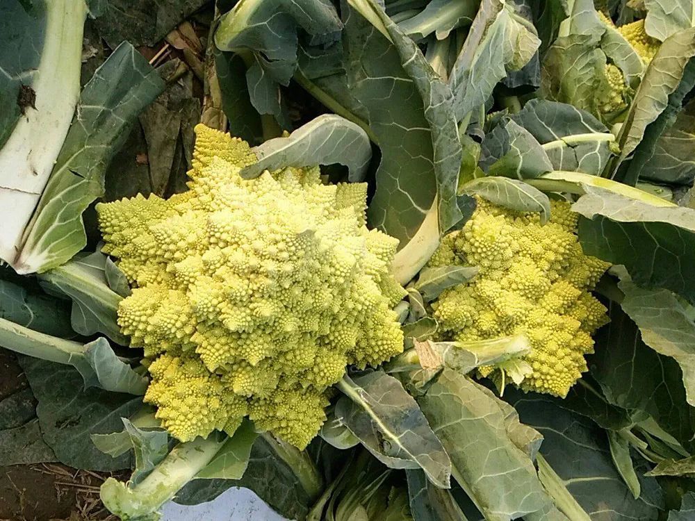 这种宝塔菜并非我国本土植物,而是原产于地中海北部,也就是意大利