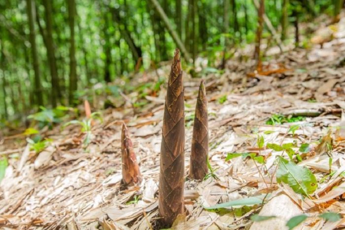重庆南川金佛山方竹笋喜获丰收