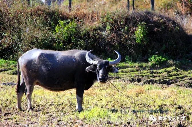腾冲民间文学|水牛为啥没有上齿_腾讯新闻