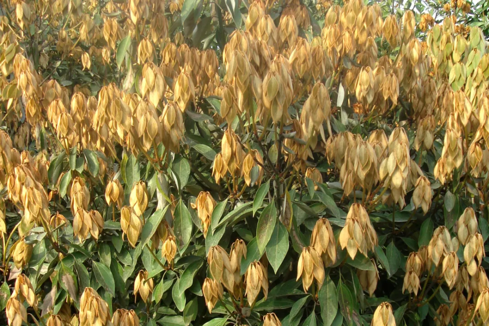 宁波植物舟山新木姜子身披佛光藏暗香