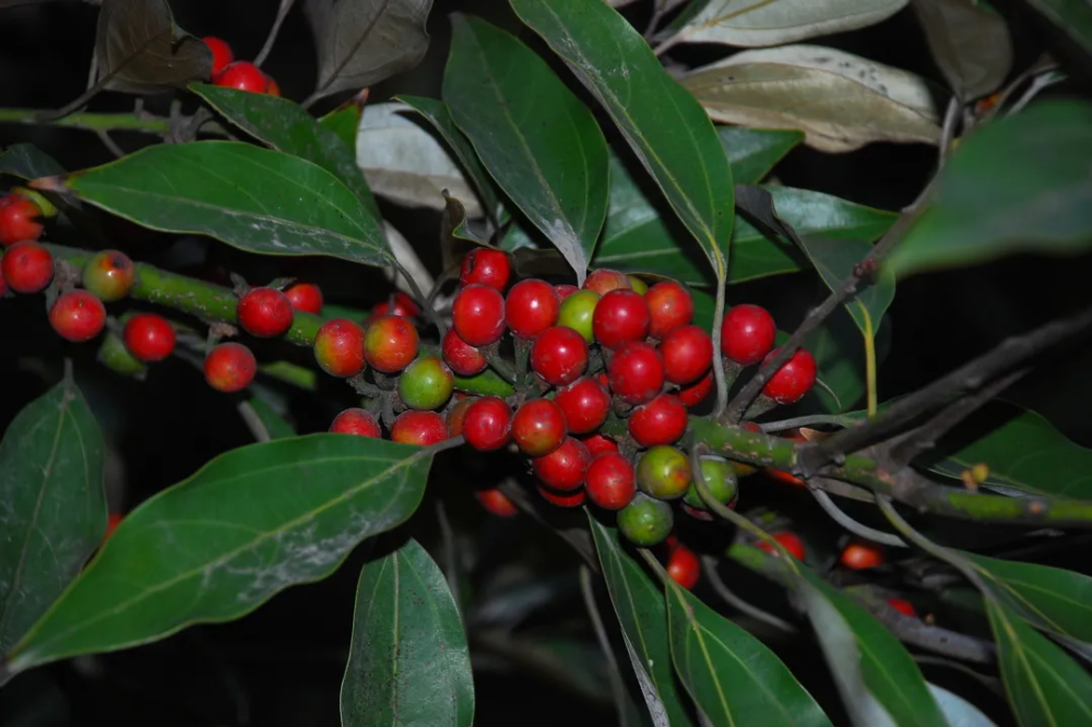 宁波植物|舟山新木姜子:身披"佛光"藏暗香_腾讯新闻