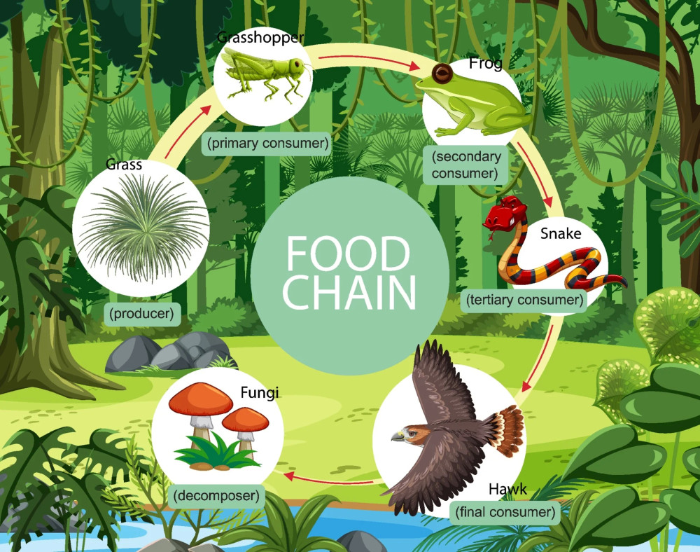tips:食物链food chain,亦称"营养链".
