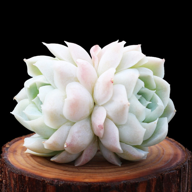 多肉补全计划-白月影