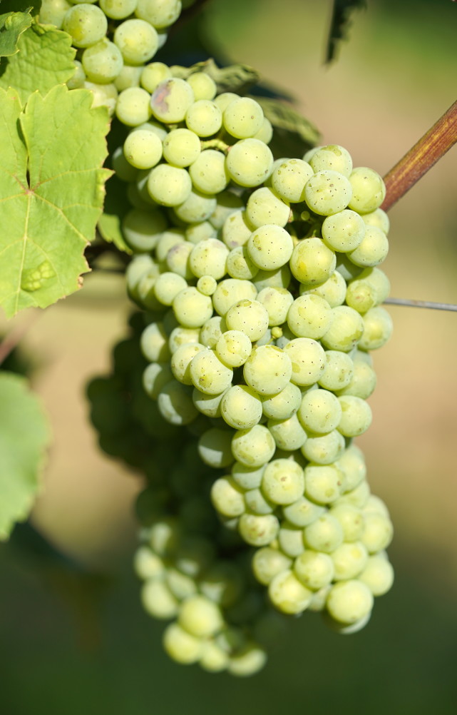 8月23日,收割机在德国美因茨附近的葡萄园采摘葡萄.新华社/欧新