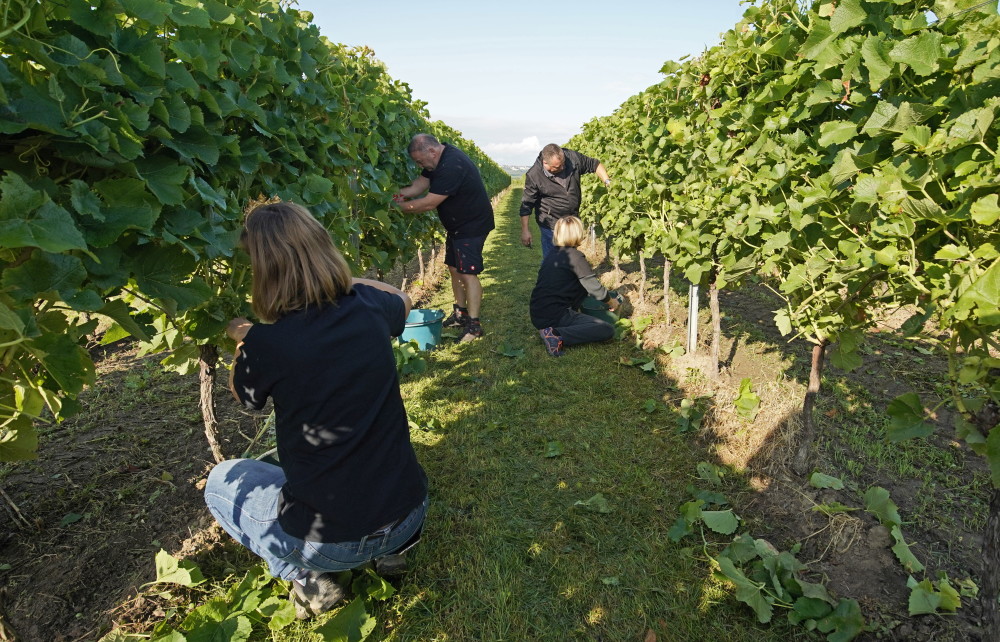 这是8月23日在德国美因茨附近的葡萄园拍摄的收获的葡萄