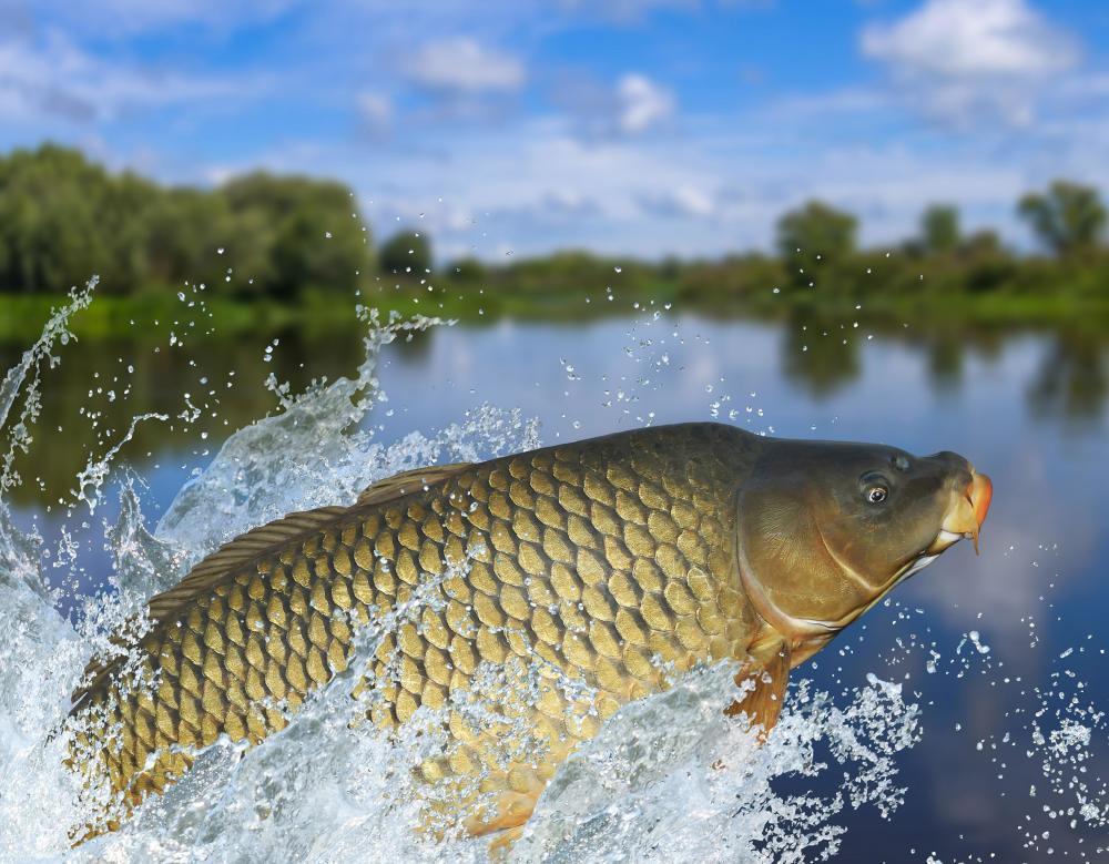 比亚洲鲤鱼还猛跟手臂一样大的亚洲虎虾美国人已经无计可施