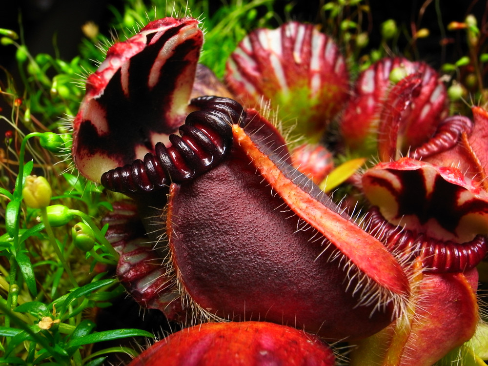 被进化带偏的物种有多可怕?捕鸟树"杀鸟为乐",忘记传播种子