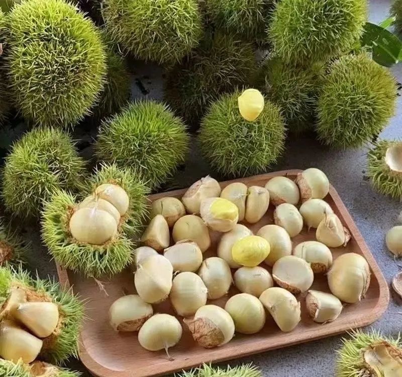 打板栗啦～满塘荷香,满园栗香,麻城邀您来撒欢