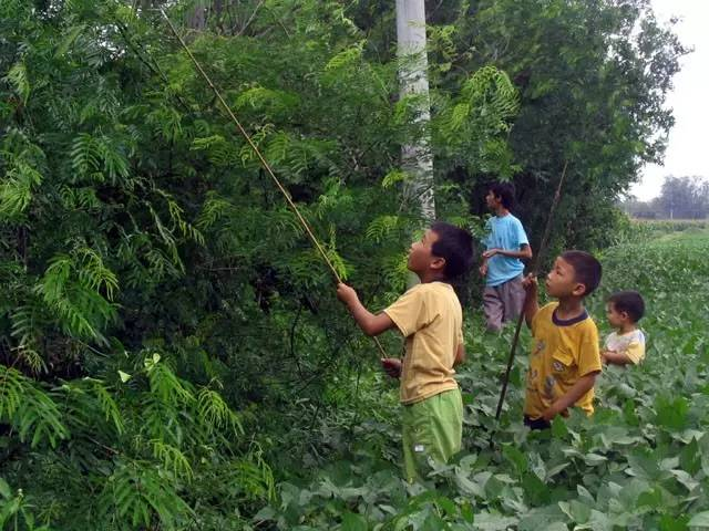 吃了一盘油炸知了猴,才懂什么叫浩克山东_腾讯网