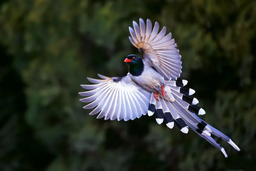 花鸟画常见主角!鸟类中的"颜值担当"现身浙江