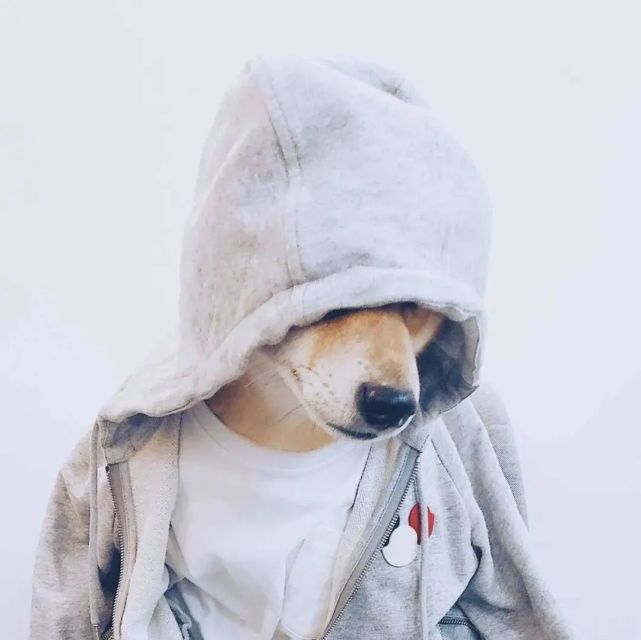 《动物头像》第14期:爆帅柴犬动物头像,大学室友无疑了