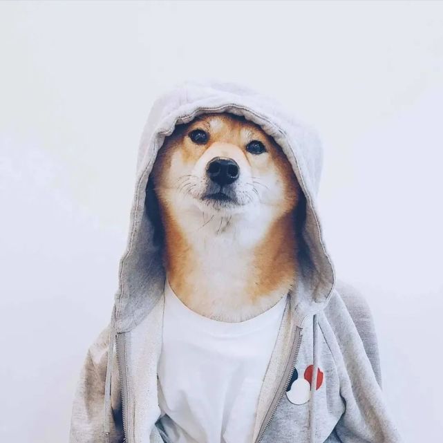 《动物头像》第14期:爆帅柴犬动物头像,大学室友无疑了