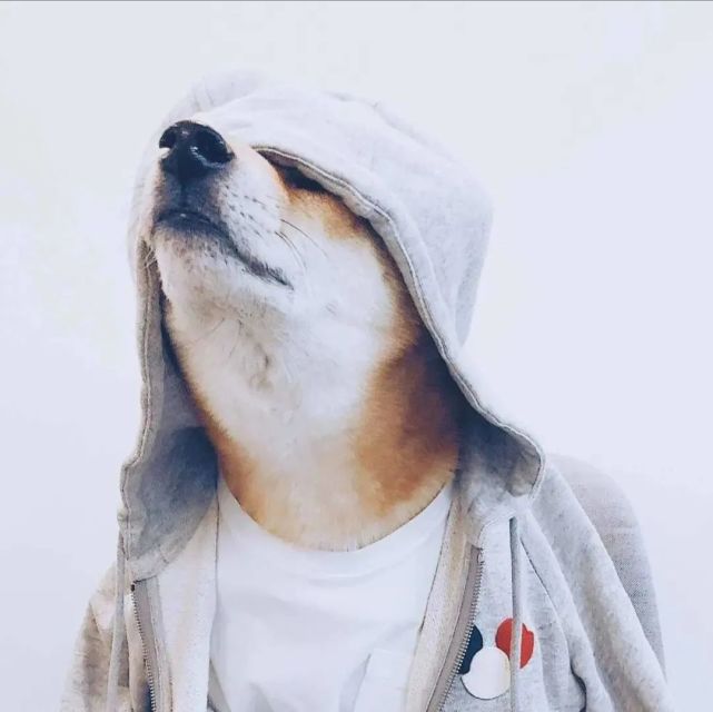 《动物头像》第14期:爆帅柴犬动物头像,大学室友无疑了