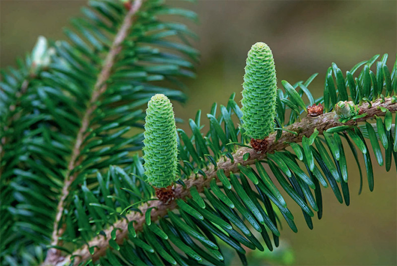 林草科普百山祖冷杉躲过灭绝有望
