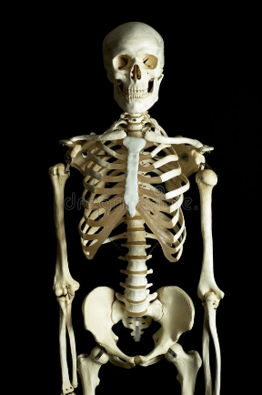 美国科学家成功逆转骨骼衰老,促进再生