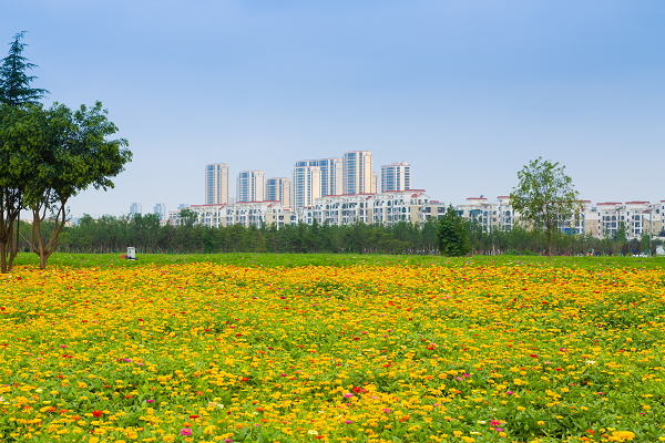 西安国际港务区千亩花海精彩亮相