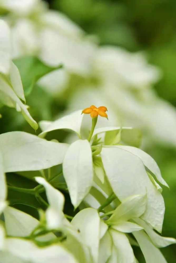 笔架山公园趣味植物迷你花园建成 等你来 腾讯新闻