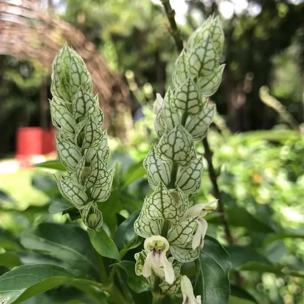 笔架山公园趣味植物迷你花园建成 等你来 腾讯新闻