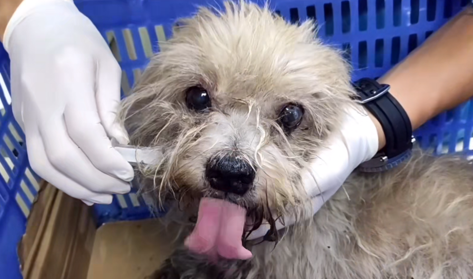 宠物医院的工作人员用针筒给狗狗喂水到了宠物医院之后,小姐姐发现