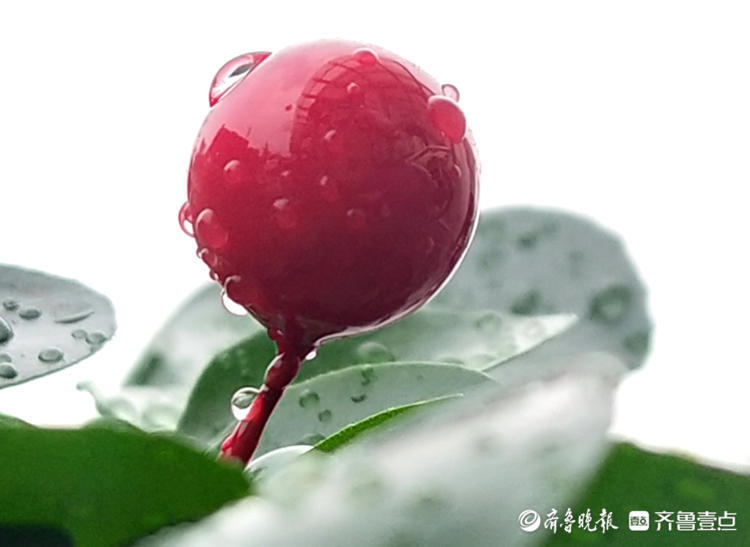 九里香红红的果实分外艳