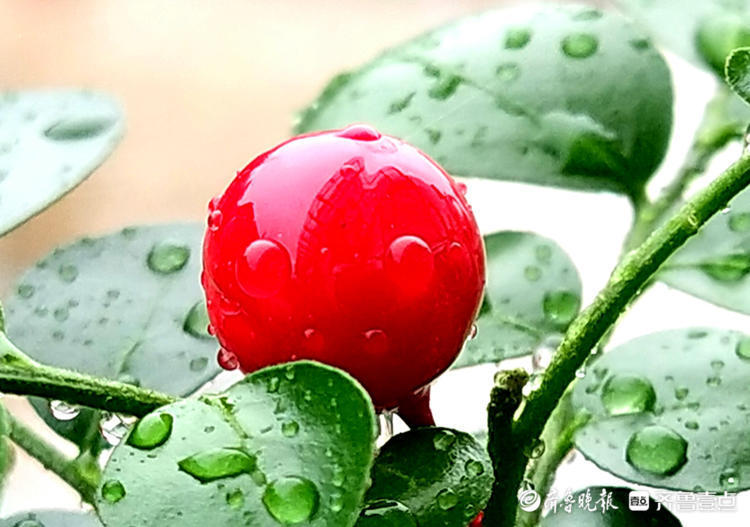 九里香红红的果实分外艳