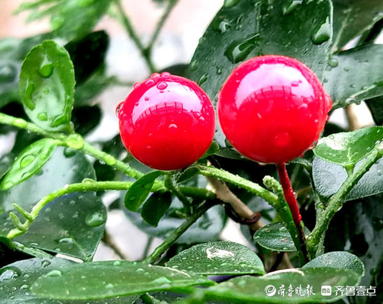 九里香红红的果实分外艳