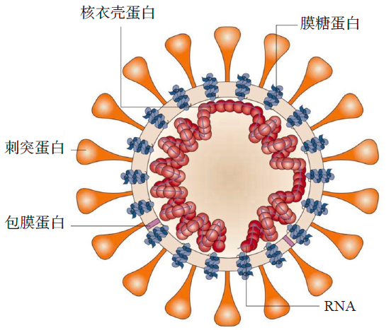 新冠病毒rna图片图片