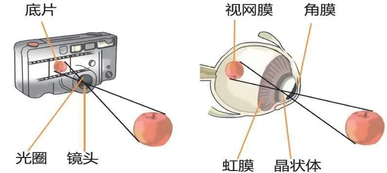 斜视图的作用图片