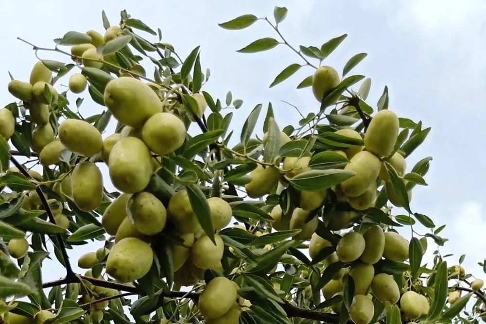 南蜜枣飘香,义乌"京果"上市!你知道蜜枣怎么制作吗?