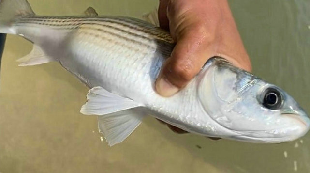 湛江河道乌头鱼"大爆发",钓鱼人:都被人网走了