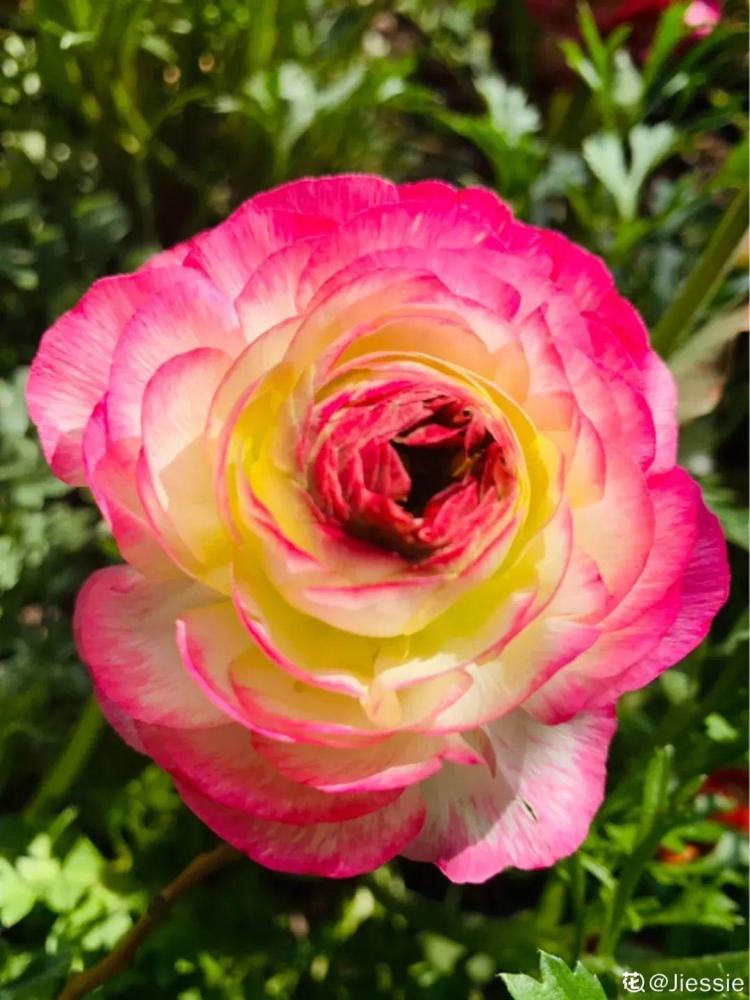 家里养的仙女花奶奶非说是芹菜还薅一把想炒菜吃