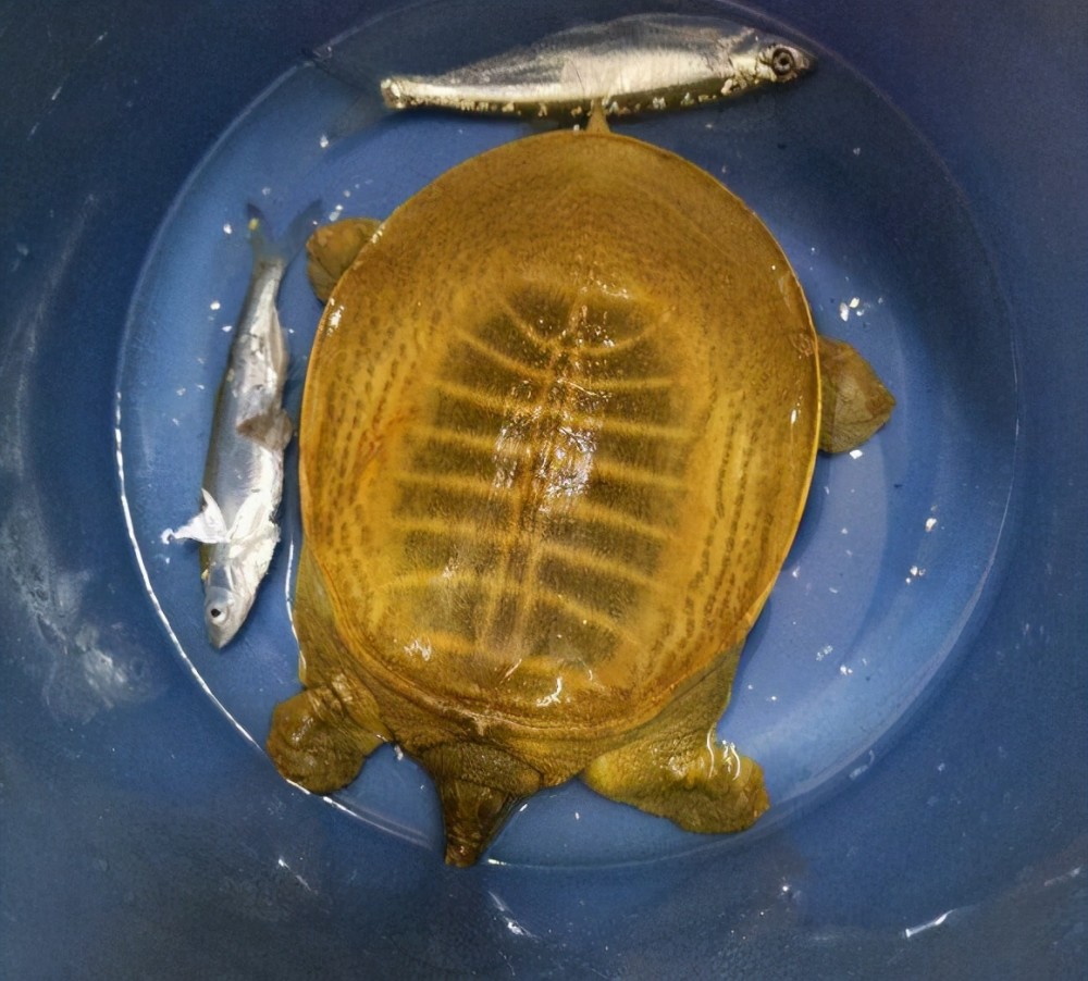 山东男子钓获独特甲鱼,回家后全身发白越看越不对劲