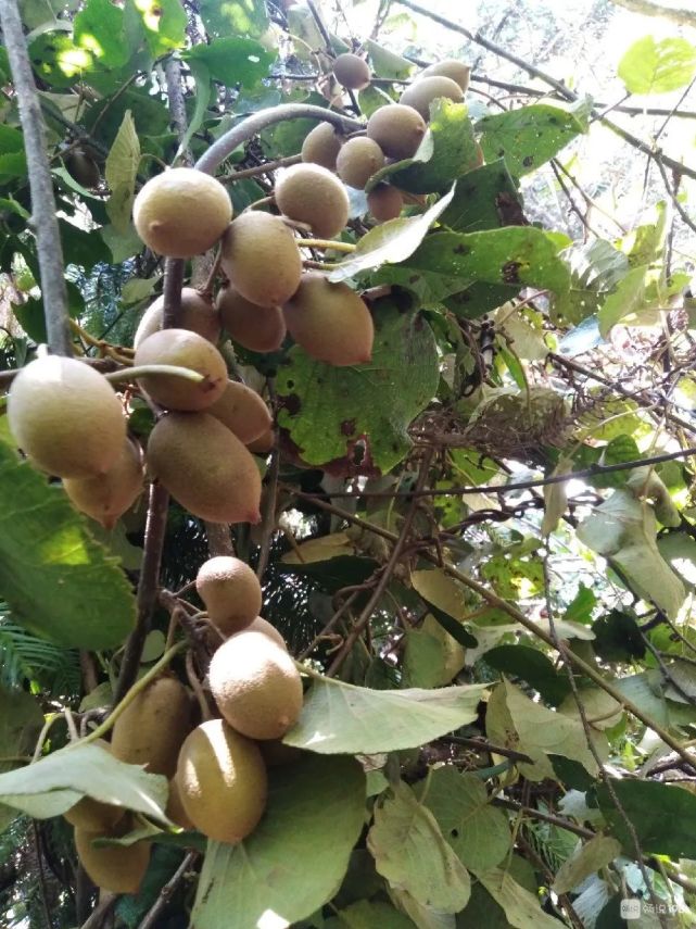 社友看了都说想去