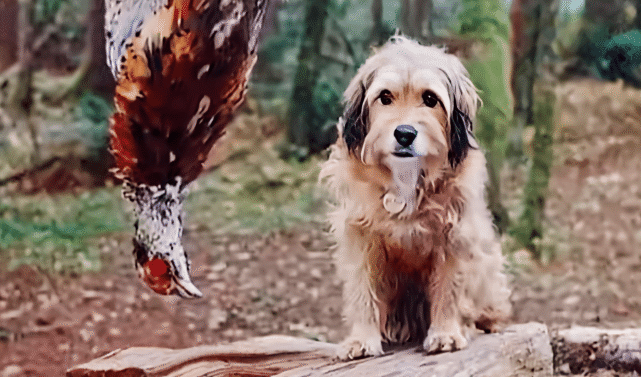 没人的故事都是感人的:狗给豹子当妈妈|豹子_宠物|狗狗