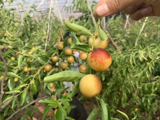 水果常识枣中贵族61大荔冬枣