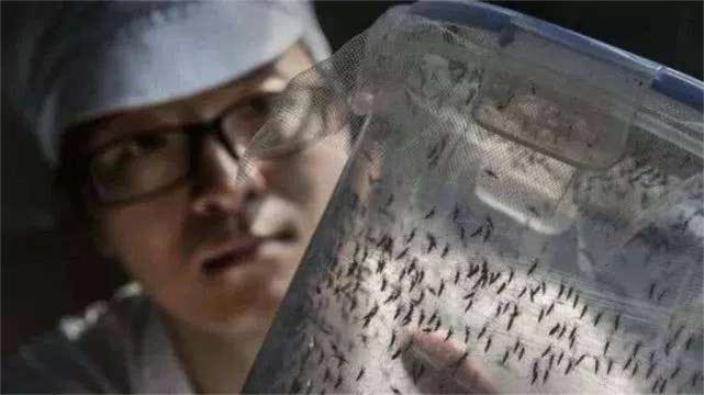 广州黄埔一所工厂每天放出500万只蚊子居民拍手叫好