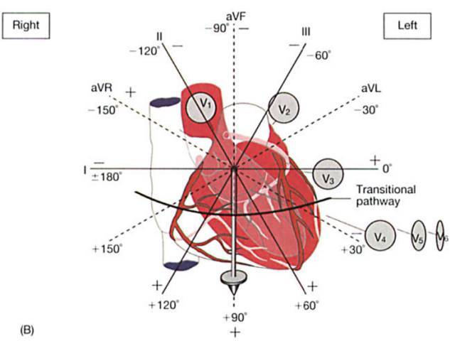 心臟病學大牛hurst教你運用向量解讀心電圖