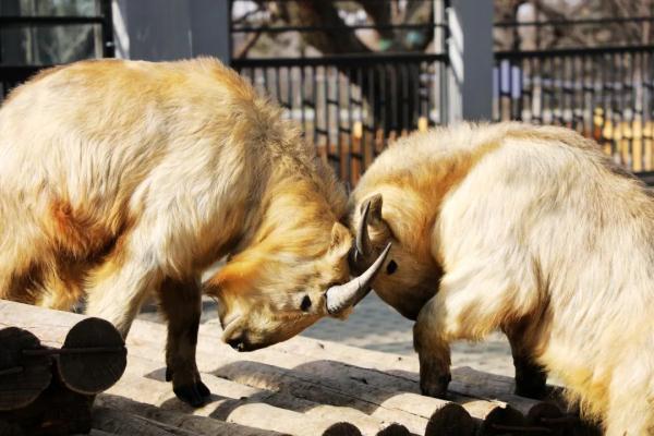 像牛却不是牛?秦岭羚牛你认识吗?