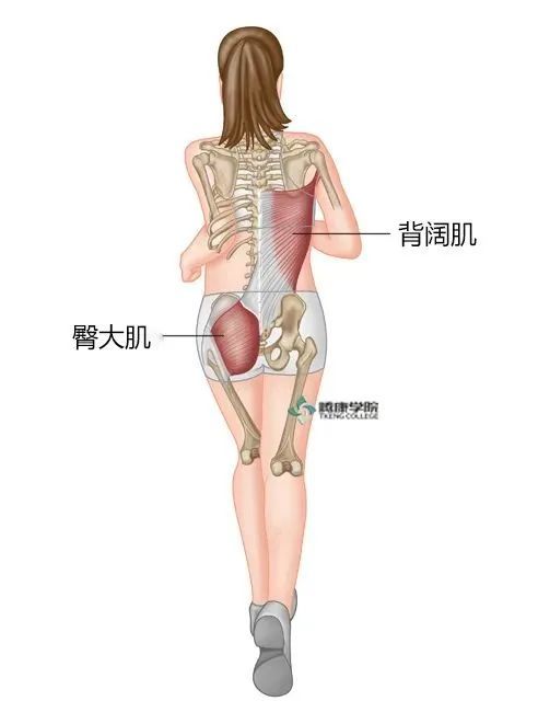 背阔肌综合征的发生机制与诊疗