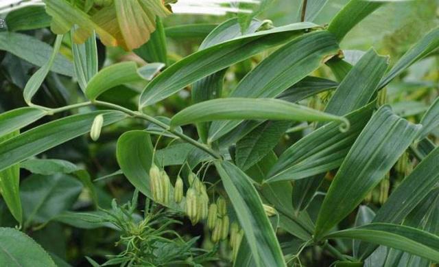 黄精作为常用的补阴药,为什么也具有药食同源的效果?