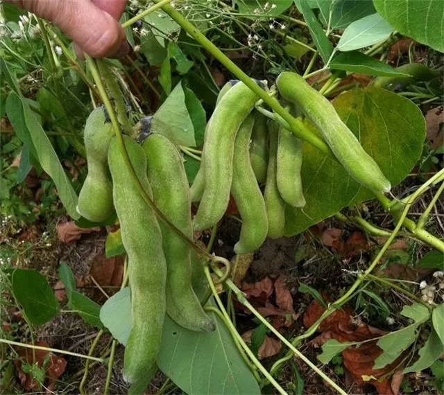 狗爪豆的豆殼有厚厚的毛,要把這層毛殼去掉才能夠食用.