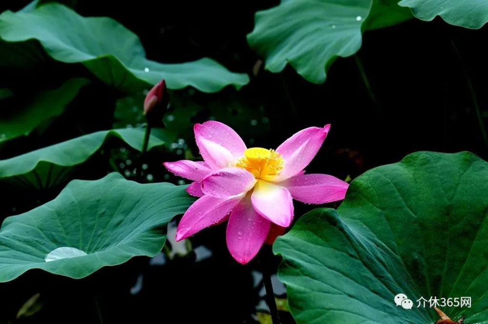 介休汾秀公園雨中的荷花王繼堂