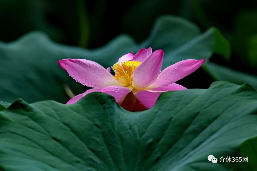 介休汾秀公園雨中的荷花王繼堂